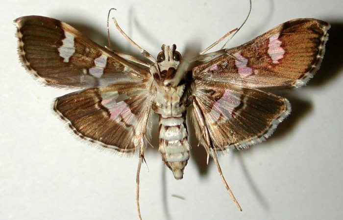 Fig. 13. Vista ventral de adulto hembra de <i>Desmia ufeus</i>. Voucher: 00-SRNP-3113-DHJ33419.