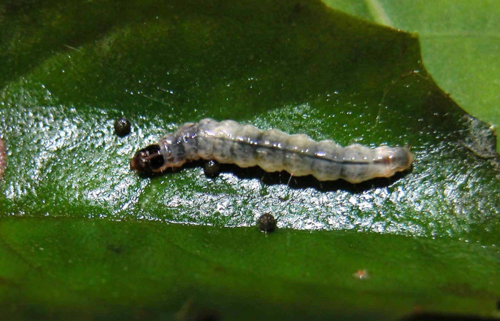 Fig. 5. Vista dorsal de <i>Desmia </i>benealisDHJ02, se alimenta de <i>Drymonia serrulata</i>. Voucher: 04-SRNP-56085-DHJ402167.jpg