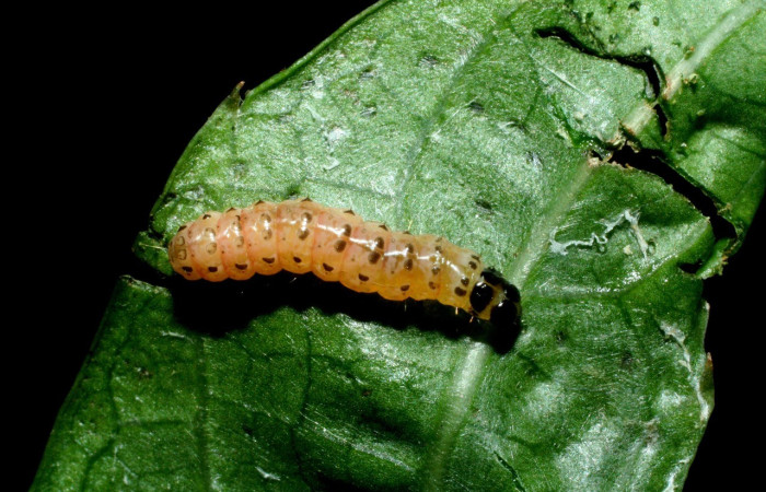 Fig. 2. Larva de <i>Desmia ufeus </i>en prepupa. En esta fase deja de alimentarse y se dispone la metamorfosis para convertirse en mariposa. Voucher: 09-SRNP-2606-DHJ454434.jpg