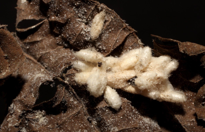 Fig. 9. Vista de capullos de Braconidae, parásito <i>Apanteles</i> Whitfield300, en la larva <i>Desmia ufeus</i>. Voucher: 10-SRNP-752-DHJ495974.jpg