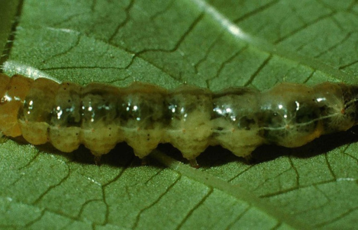 Fig. 4.Vista lateral de larva de <i>Desmia</i> Solis19, esta larva se alimenta de <i>Palicourea berteroana</i>. También esta a la espera de un resultado de ADN para definir su especie. Voucher: 02-SRNP-3176-DHJ65836.jpg