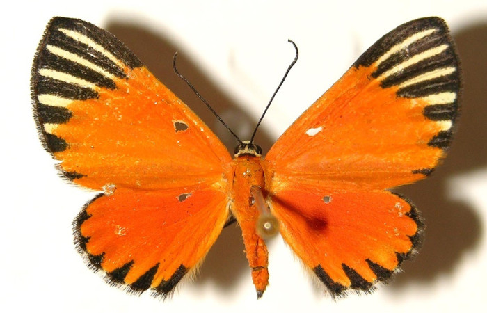 Figura 12. Adulto de (ventral), <i>Mesene margaretta</i> (Riodinidae). (02-SRNP-1627-DHJ91914).