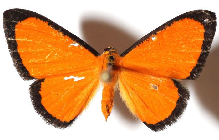 Figura 8. Adulto de (ventral), <i>Mesene croceella</i> (Riodinidae). (15-SRNP-65067-DHJ911310).