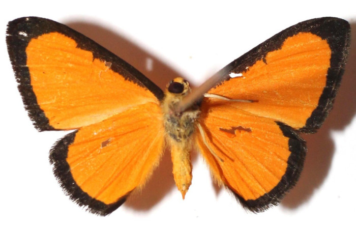 Figura 9. Adulto de (dorsal), <i>Mesene croceella</i> (Riodinidae). (15-SRNP-65067-DHJ911311).