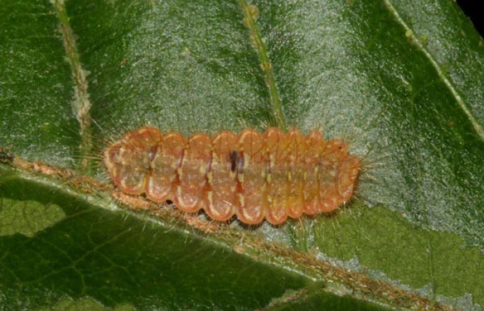 Figura 2. Detalle en tercer estadíos, <i>Mesene croceella</i> (Riodinidae).(17-SRNP-40775-DHJ725158).
