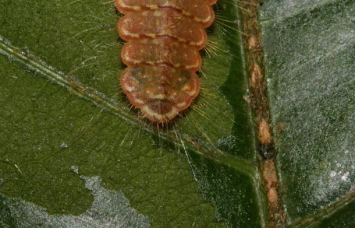 Figura 5. Detalle de extremo, <i>Mesene croceella</i> (Riodinidae).(17-SRNP-40775-DHJ725162).