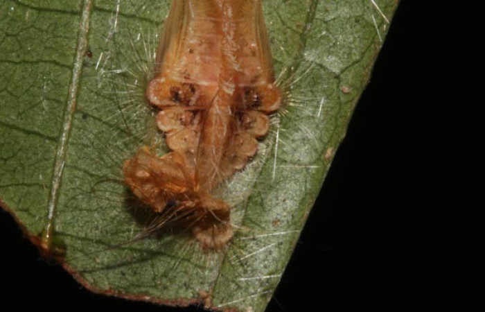 Figura 7. Detalle de pupa, <i>Mesene croceella</i> (Riodinidae). (17-SRNP-40775-DHJ725166)