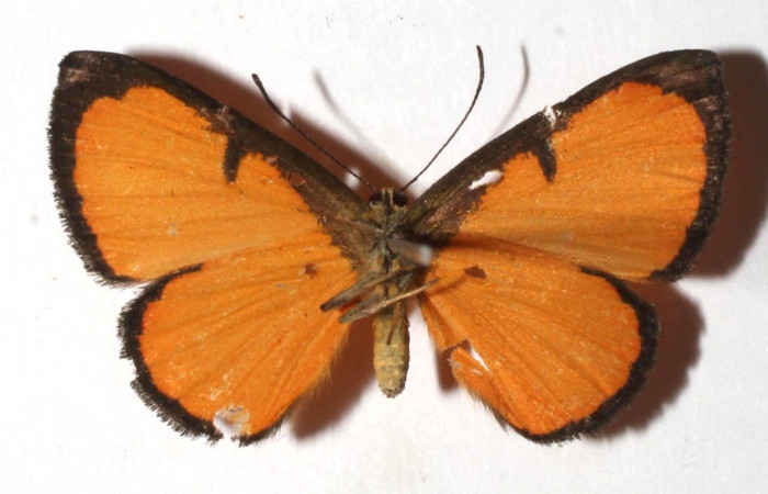 Figura 11. Adulto de (dorsal), <i>Mesene phareus</i> (Riodinidae). (17-SRNP-73446-DHJ932385).