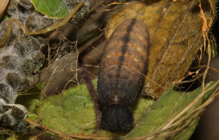 Fig. 10 prepupa <i>Spicauda simplicius</i>, mide 30mm. Camino Draga, Sector Santa Elena, 370m 15-SRNP-31343-DHJ728270.jpg