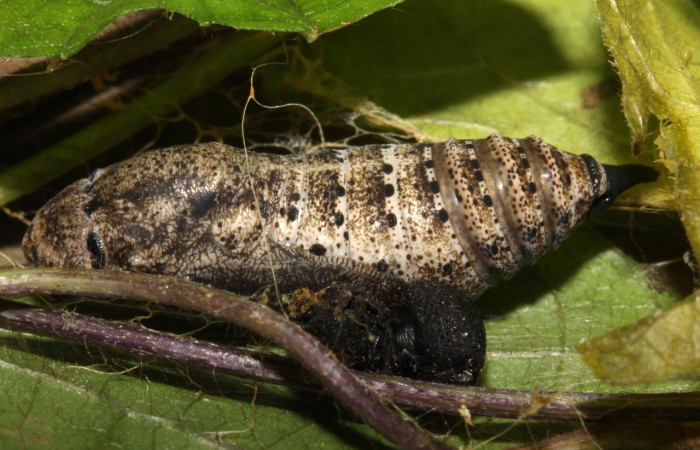 Fig. 11 pupa <i>Spicauda simplicius</i>, mide 25mm. Camino Draga, Sector Santa Elena, 370m 15-SRNP-31344-DHJ728272.jpg
