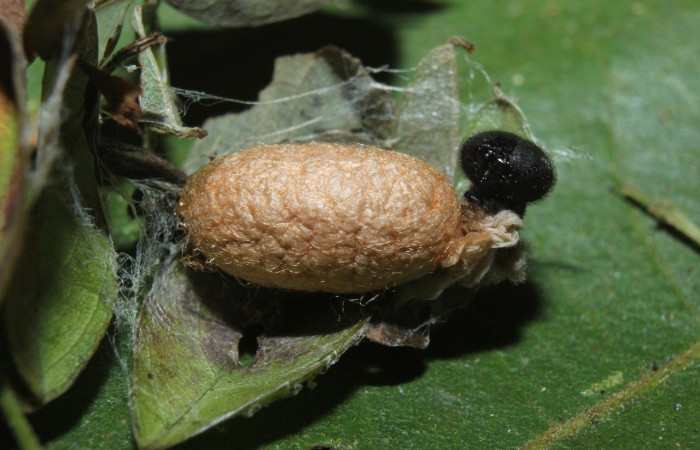 Fig. 13 parásitos (Ichneumonidae) salía de larva <i>Spicauda simplicius</i>, mide 10mm. Camino Draga, Sector Santa Elena, 370m 16-SRNP-70675-DHJ732837.