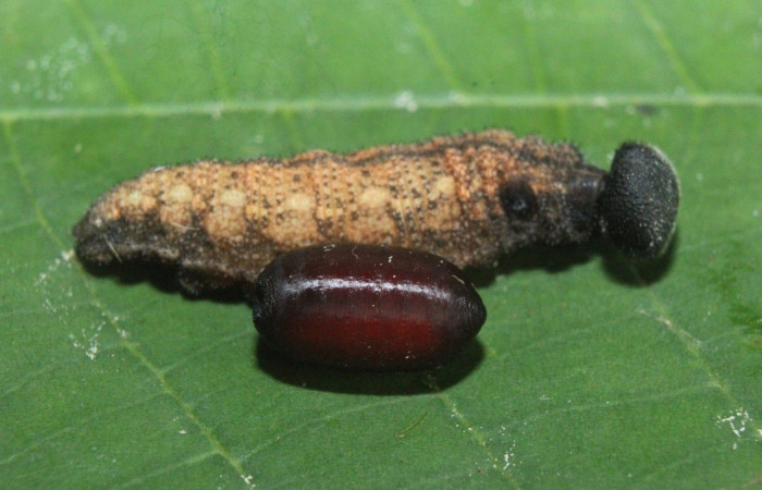 Fig. 15 parásitos (Tachinidae) salío de larva <i>Spicauda simplicius</i>, mide 7mm. Medrano, Sector Pitilla, 380m, 370m 16-SRNP-71692-DHJ733415.jpg