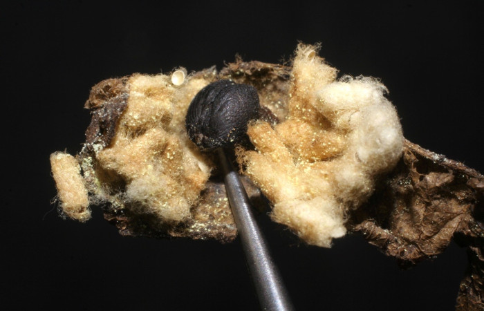 Fig. 17 parásitos (Braconidae) salío de larva <i>Spicauda simplicius</i>, Quebrada Lajosa, Sector Del Oro, 400m. 07-SRNP-20076-DHJ448274.jpg