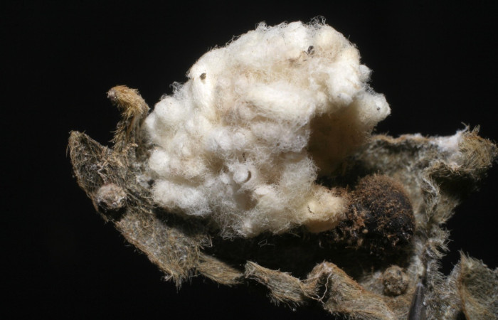 Fig. 18 parásitos (Braconidae) salío de larva <i>Spicauda simplicius</i>, Quebrada Lajosa, Sector Del Oro, 400m. 07-SRNP-20121-DHJ448276.jpg