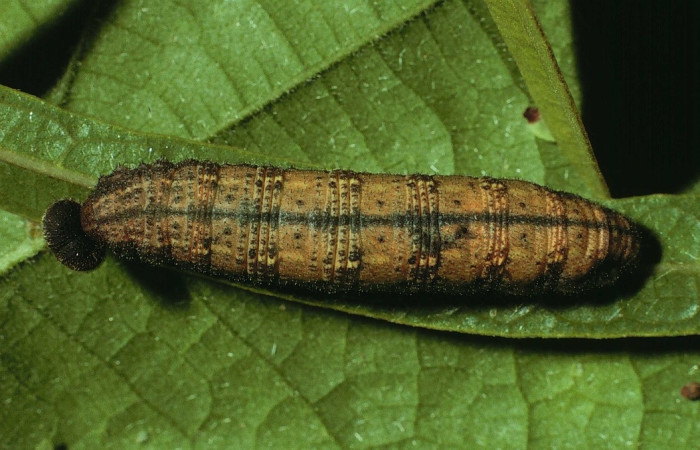Fig. 5 larva <i>Spicauda simplicius</i>, mide 34mm. Camino Draga, Sector Santa Elena, 370m. 02-SRNP-13253-DHJ69007.jpg