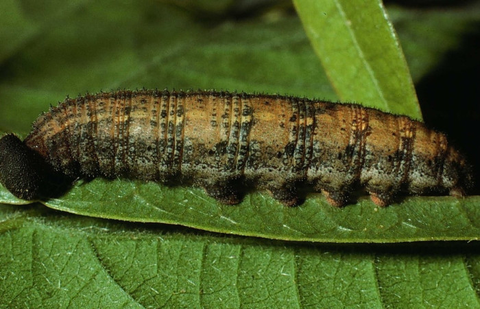 Fig. 6 larva <i>Spicauda simplicius</i>, mide 34mm. Camino Draga, Sector Santa Elena, 370m. 02-SRNP-13253-DHJ69002.jpg