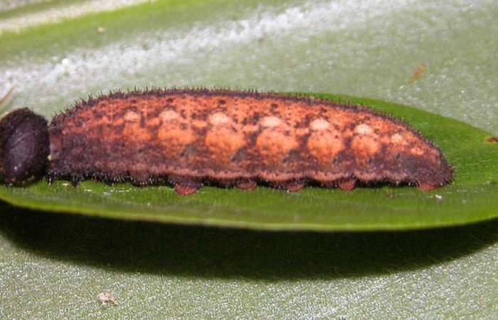 Fig. 7 larva <i>Spicauda simplicius</i>, mide 34mm. Camino Draga, Sector Santa Elena, 370m  03-SRNP-2538-DHJ35298.jpg