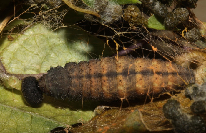Fig. 9 prepupa <i>Spicauda simplicius</i>, mide 30mm. Camino Draga, Sector Santa Elena, 370m 15-SRNP-31343-DHJ728269.jpg