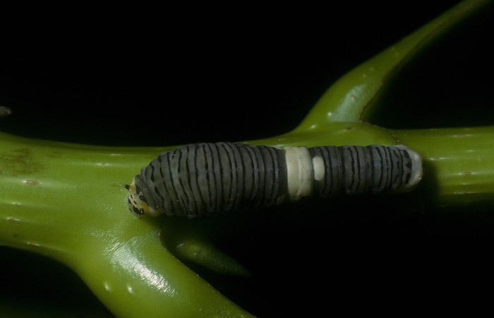 Figura 4. Larva <i>Protographium marchandi</i> (Papilionidae). Posición dorsal en la hoja de la planta Magnolia gloriensis (Magnoliaceae). 05-SRNP-1159-DHJ88366.jpg.
