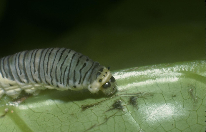 Figura 3. Larva <i>Protographium marchandi</i> (Papilionidae). Posición cabeza en la hoja de la planta <i>Magnolia gloriensis</i> (Magnoliaceae). 05-SRNP-1159-DHJ88369.jpg.