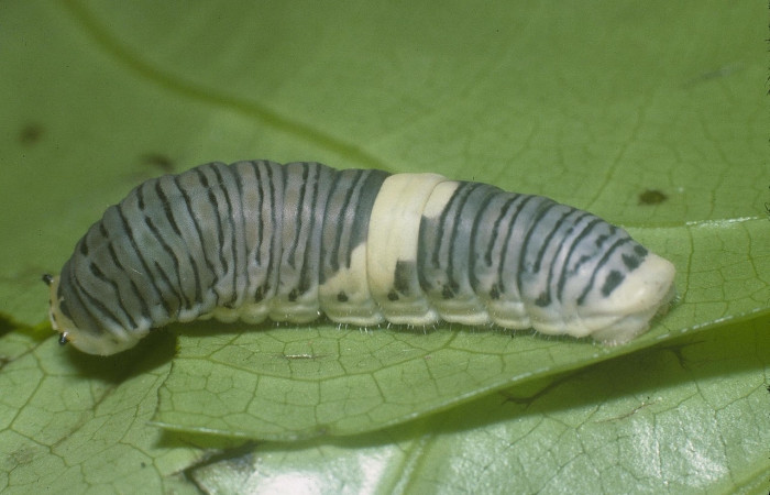 Figura 6. Larva Protographium marchandi (Papilionidae). Posición dorsal en la hoja de la planta Magnolia gloriensis (Magnoliaceae). 05-SRNP-1159-DHJ88391.
