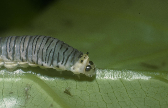 Figura 5. Larva <i>Protographium marchandi</i> (Papilionidae). Posición lateral en la hoja de la planta <i>Magnolia gloriensis</i> (Magnoliaceae). 05-SRNP-1159-DHJ88402.jpg.