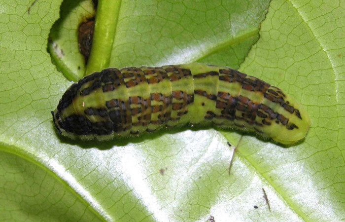 Figura 14. Larva <i>Protographium dioxippus</i> (Papilionidae). Posición dorsal en la hoja de la planta <i>Magnolia gloriensis</i> (Magnoliaceae). 05-SRNP-31302-DHJ404040.jpg.