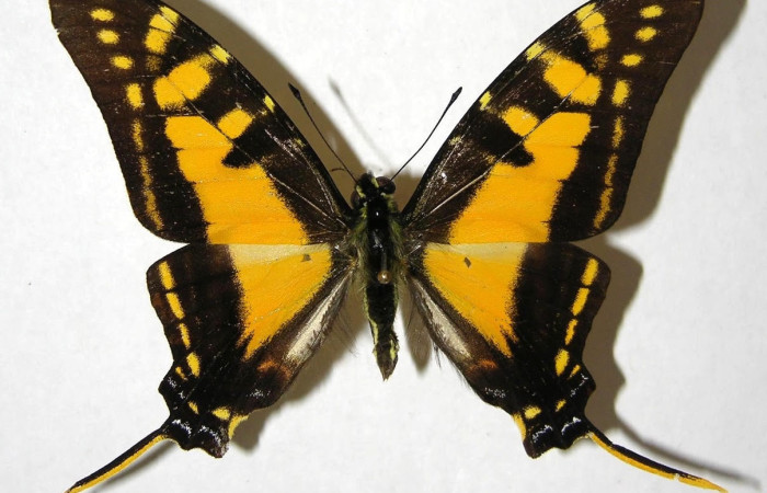 Figura 10. Adulto <i>Protographium marchandi</i> (Papilionidae). Posiciòn dorsal. Área de Conservación Guanacaste, Sector Santa Rosa. 06-SRNP-33636-DHJ353544.     
