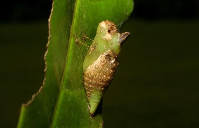 Figura 9. Pupa de <i>Protographium marchandi</i> (Papilionidae), en la hoja de la planta <i>Magnolia gloriensis</i> (Magnoliaceae) 06-SRNP-33636-DHJ416204.jpg.