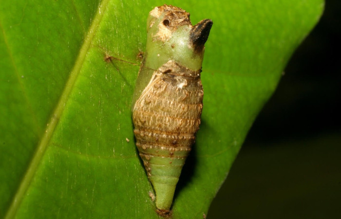 Figura 8. Pupa de <i>Protographium marchandi</i> (Papilionidae), en la hoja de la planta <i>Magnolia gloriensis</i> (Magnoliaceae) 06-SRNP-33636-DHJ416207.jpg.