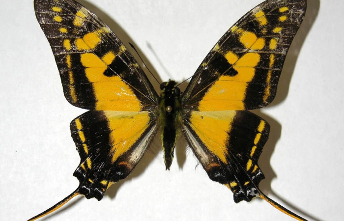 Figura 1. Adulto <i>Protographium marchandi</i> (Papilionidae). Área de Conservación Guanacaste, Sector Santa Rosa. 06-SRNP-33637-DHJ353546.