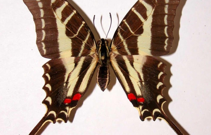 Figura 19. Adulto <i>Protographium philolaus</i> (Papilionidae). Posición dorsal. Área de Conservación Guanacaste, Sector Santa Rosa. 85-SRNP-278-DHJ8960.jpg.