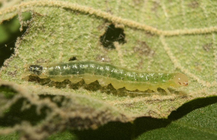 Figura 8. Larva <i>Aponia</i> Janzen469, Crambidae, vista dorsal. (13-SRNP-70964-DHJ702590).