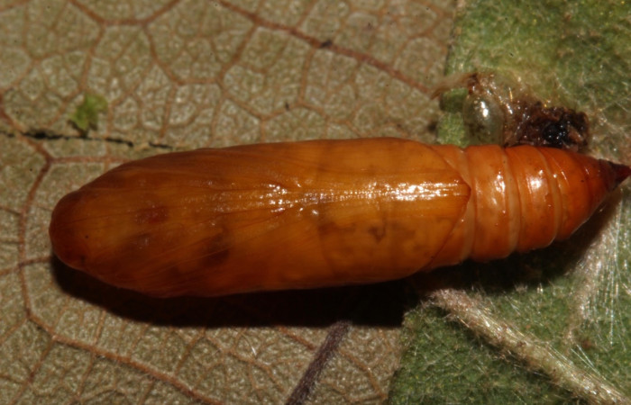 Figura 12. Pupa de <i>Aponia</i> Janzen469, Crambidae, vista dorsal. (17-SRNP-31012-DHJ736595).