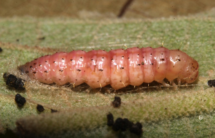 Figura 11. Prepupa de <i>Aponia</i> Janzen469, Crambidae, vista lateral. (17-SRNP-31042-DHJ736631).