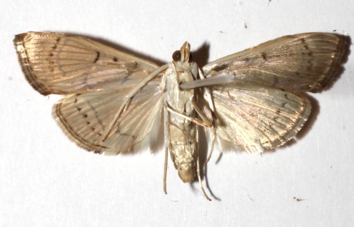 Figura 4. Adulto de <i>Aponia</i> Janzen469 (hembra), vista ventral. (17-SRNP-31042-DHJ934369).