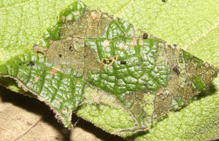 Figura 6. Larva <i>Aponia</i> Janzen469,  Crambidae, vista dorsal. (17-SRNP-31059-DHJ736638).