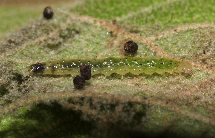 Figura 7. Larva <i>Aponia</i> Janzen469, Crambidae, vista lateral. (17-SRNP-31059-DHJ736639).