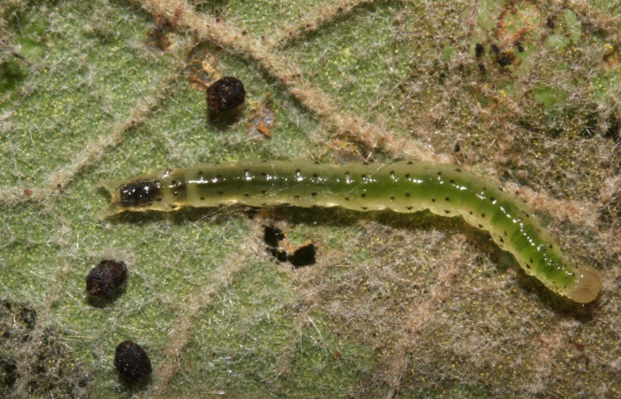 Figura 9. Larva <i>Aponia</i> Janzen469, Crambidae, vista lateral. (17-SRNP-31059-DHJ736640).