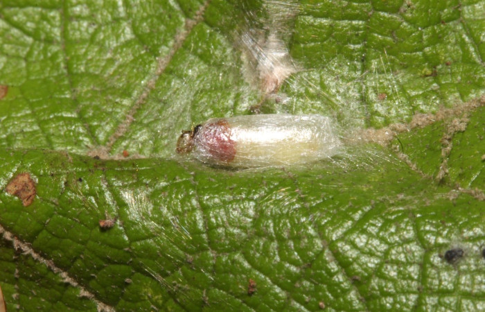 Figura 14. Capullo de parasito, <i>Aponia</i> Janzen469, atacada por parásito de, Braconidae. (17-SRNP-31060-DHJ736643).