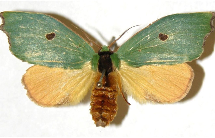 Figura 17. Adulto de <i>Rosema attenuata</i> (Notodontidae), vista dorsal. Voucher 02-SRNP-33926-DHJ310796.jpg.