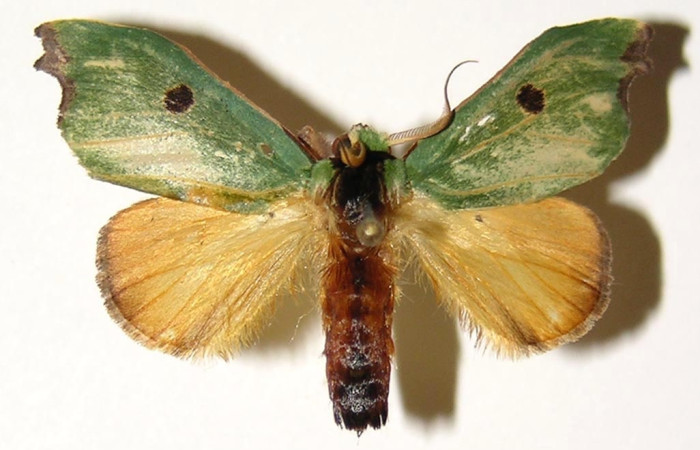 Figura 11. Adulto macho de <i>Rosema deolis</i> (Notodontidae), vista dorsal. Voucher 03-SRNP-8101-DHJ300794.jpg.