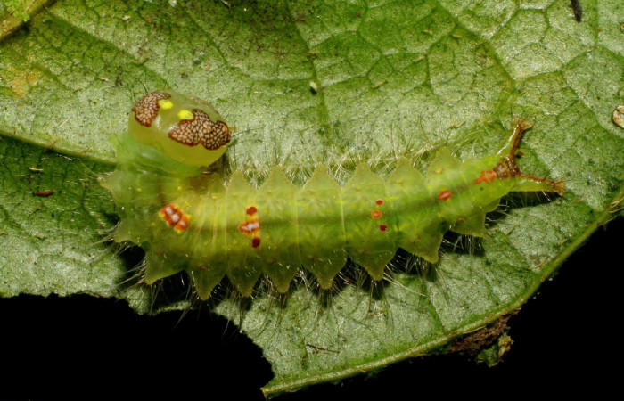 Figura 15. <i>Rosema attenuata</i> (Notodontidae), vista dorsal. Voucher 07-SRNP-34066-DHJ434553.jpg.
