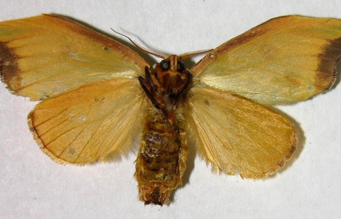 Figura 10. Adulto hembra de <i>Rosema deolis</i> (Notodontidae), vista ventral. Voucher 07-SRNP-41025-DHJ377153.jpg.