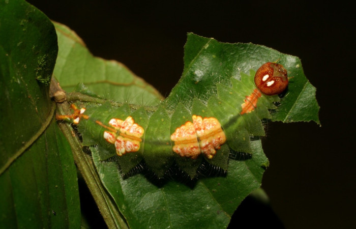 Figura 5. <i>Rosema deolis</i> (Notodontidae), último estadio, Estación Caribe, vista dorsal. Voucher 07-SRNP-42140-DHJ427820.jpg.