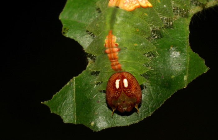 Figura 6. <i>Rosema deolis</i> (Notodontidae), último estadio, Estación Caribe, vista dorsal. Voucher 07-SRNP-42140-DHJ427824.jpg.