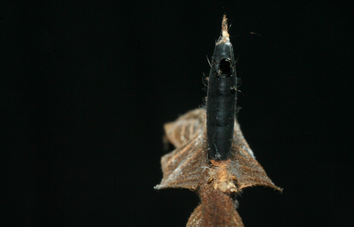 Figura 7. Capullo de parásito ya eclosionado, (Braconidae) <i>Aleiodes</i> cameroniiDHJ03 en larva <i>Rosema deolis</i> (Notodontidae). Voucher 07-SRNP-42756-DHJ452939.jpg.
