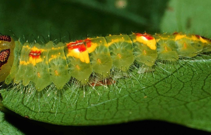 Figura 3. <i>Rosema deolis</i> (Notodontidae), penúltimo estadio, vista lateral, Sector Santa Rosa. Voucher 99-SRNP-10537-DHJ51580.jpg.