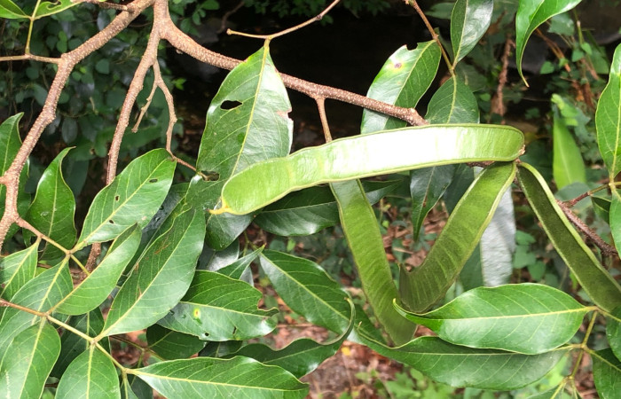 Figura 19. <i>Inga punctata</i> (Fabaceae), Planta hospedera de <i>Rosema deolis</i> (Notodontidae). Foto Gloria Sihezar. Bosque Transición. 25 de Abril  2024.