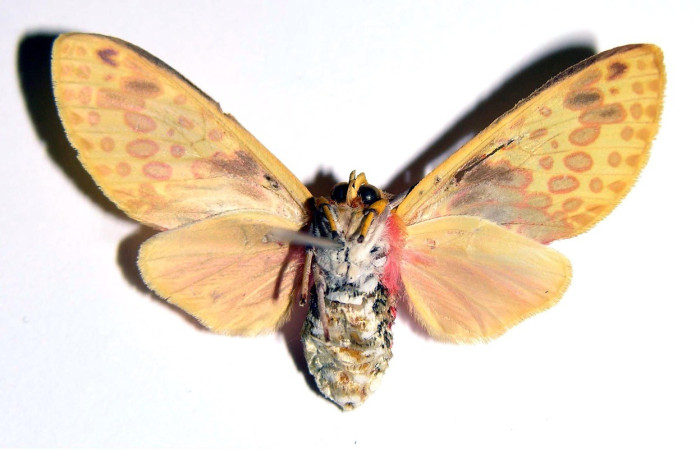 Figura 10. Adulto <i>Amaxia osmophora</i> (Erebidae), posición vista ventral. (98-SRNP-10872-DHJ93879).